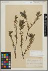 Foto von Salix arbuscula L.